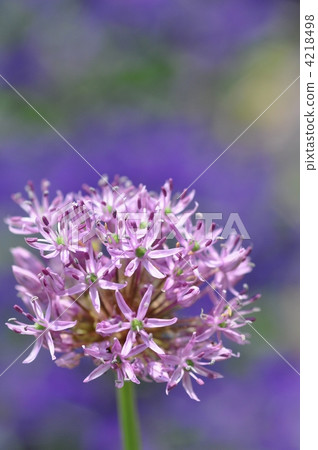 allium gigantium 4218498