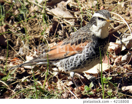 鵝口瘡/元橫山公園 4218808