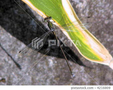 Ititombo / Showa Memorial Park Ititombo / Showa Memorial Park 4218809