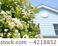 木香花 野木香 獨立住宅 4218852