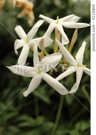 茉莉花 茉莉花 4218966
