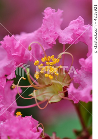 Crape myrtle 4219921