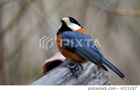 varied tit, birdie, small bird 4221287