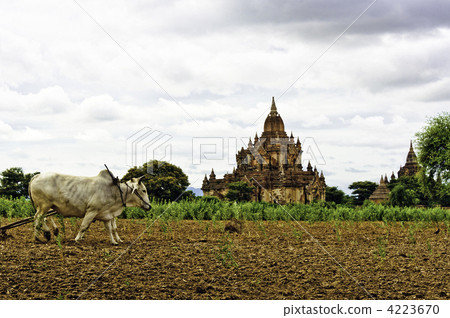 Bagan pagoda and beef Myanmar Bagan pagoda and beef Myanmar 4223670