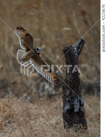 Owl (owl) Owl (owl) 4223676