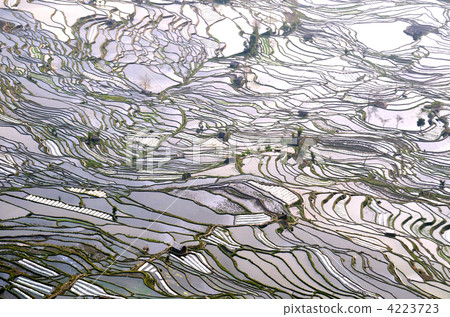 Motoyo's old tiger beaked rice terrace 4223723