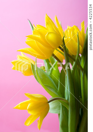 Yellow tulips on pink 4225534