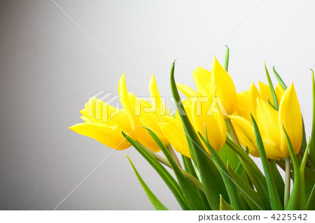 Yellow tulips 4225542