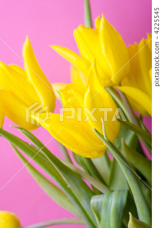Yellow tulips 4225545