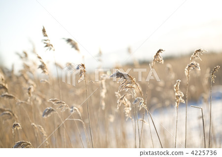 Frozen hay Frozen hay 4225736
