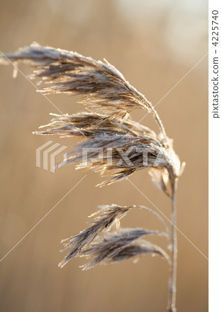 Frozen hay Frozen hay 4225740