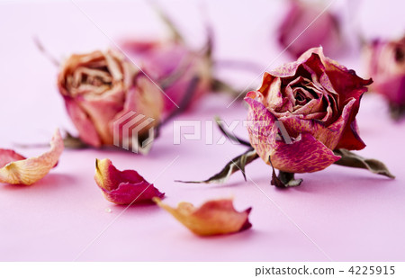 Dry roses 4225915