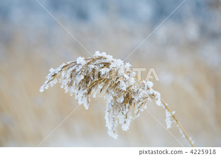 frozen hay 4225918
