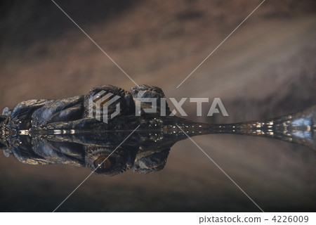 Crocodile's eyes Crocodile's eyes 4226009