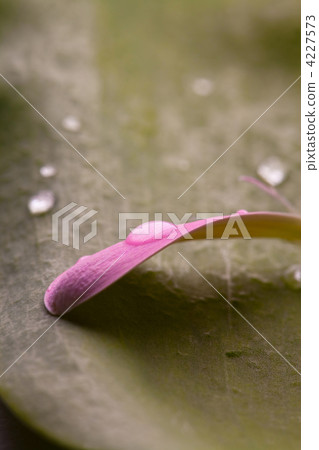 Pink daisy petal Pink daisy petal 4227573