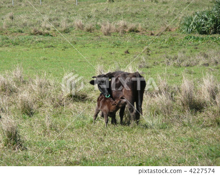 牛父母和孩子 4227574