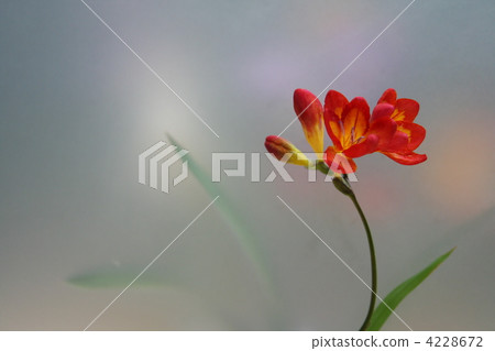 小蒼蘭 單瓣花 單輪 4228672