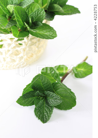 Apple mint Apple mint 4228753