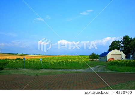 Hill of Biei sunflower field 4228760