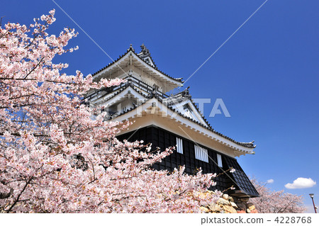 Hamamatsu Castle and Cherry Blossoms 4228768