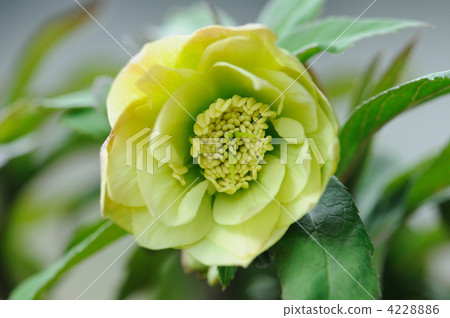 聖誕玫瑰雙雙花黃色 4228886