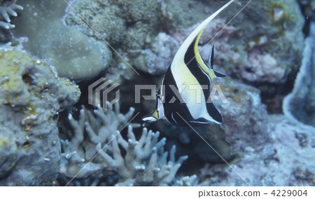 蝶魚 海底 一隻動物 4229004
