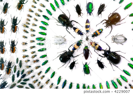 鞘翅目 鞘翅目 4229007