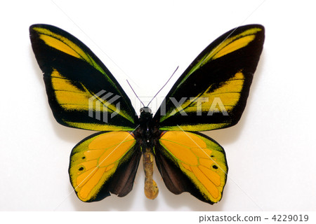 Chimaera Trivandra 4229019