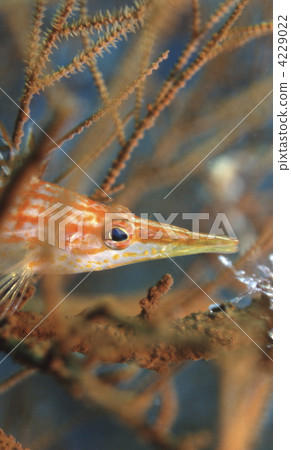 尖吻䱵 海底的 海裡 4229022