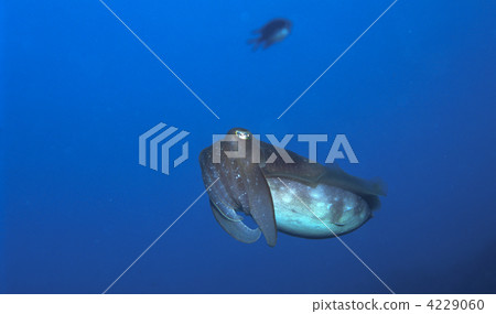 broadclub cuttlefish, squid, one animal 4229060