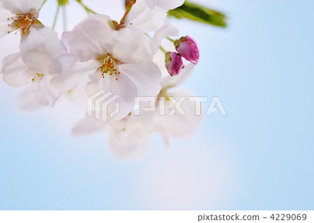 Sakura _ 054 4229069