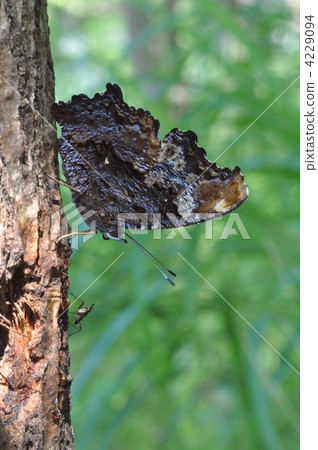 Ruritateja Ruritateja 4229094