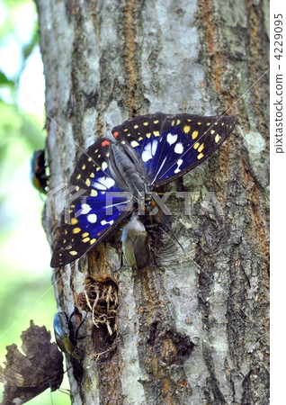 Oomurasaki Oomurasaki 4229095