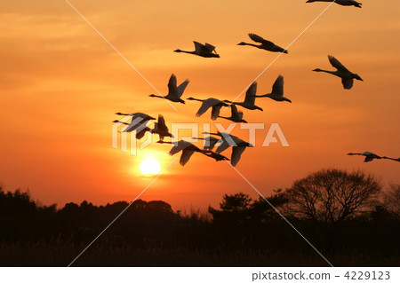 tundra swan, sunset, flight 4229123