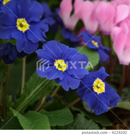 Primula Julien and cyclamen Primula Julien and cyclamen 4229202