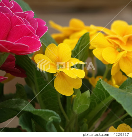 Primula Julien Primula Julien 4229217