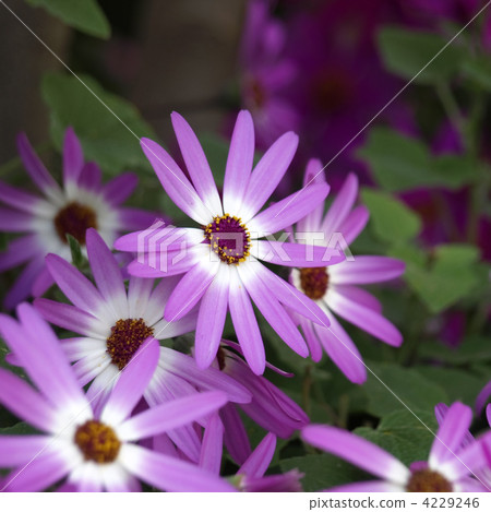 Senecio Senetti 4229246