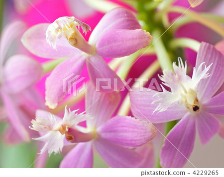 駿雄 方解石（蘭花） 植物 4229265