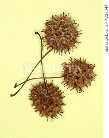 Fruit of Momigiba buffalo Fruit of Momigiba buffalo 4229344