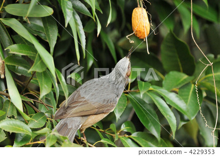 Brown eared meal 4229353