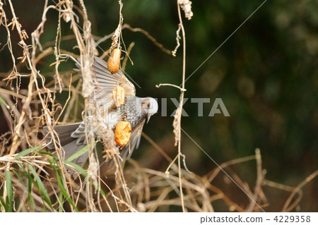 Brown eared meal Brown eared meal 4229358