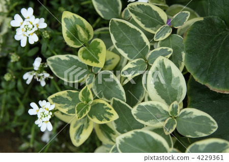 長春花 4229361