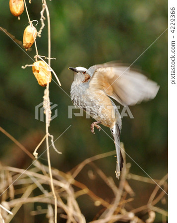Brown eared meal Brown eared meal 4229366