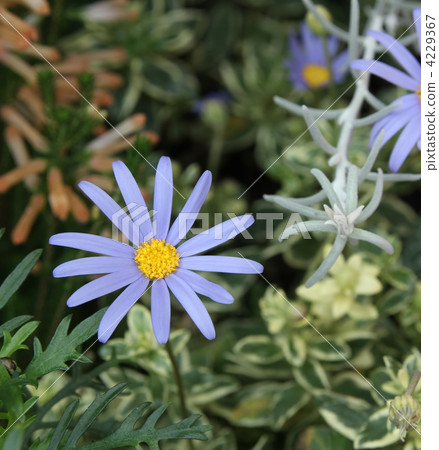 藍色雛菊 4229367