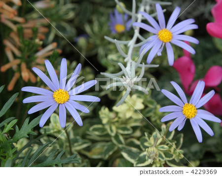 Blue Daisy Blue Daisy 4229369