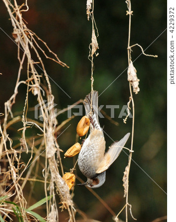 Brown eared meal Brown eared meal 4229372