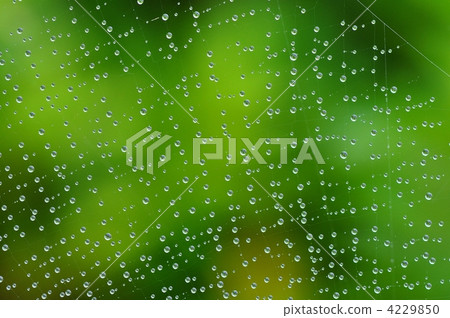 雨滴在蜘蛛的線程上 4229850