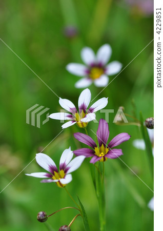 Niwazekishou Niwazekishou 4229851