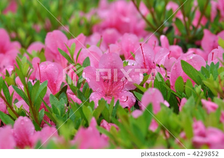 映山紅 映山紅 4229852