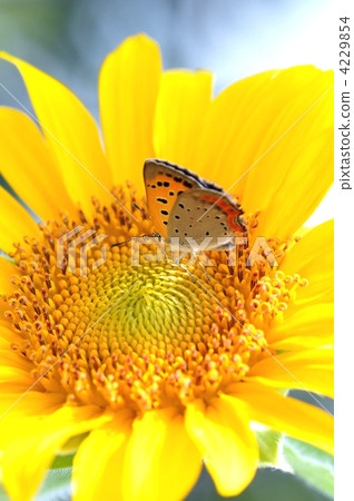 Sunflower with Sunflower Sunflower with Sunflower 4229854